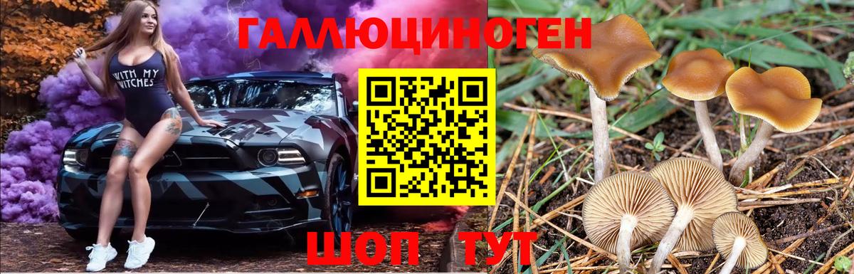 Галлюциногенные грибы Psilocybine cubensis Дальнереченск